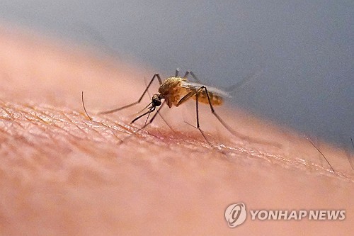  ▲'얼음의 나라' 아이슬란드에서 처음으로 모기가 발견되면서 기후 변화의 영향인지 여부가 주목되고 있다. 사진은 기사내용과 관련 없음.(사진출처=연합뉴스)