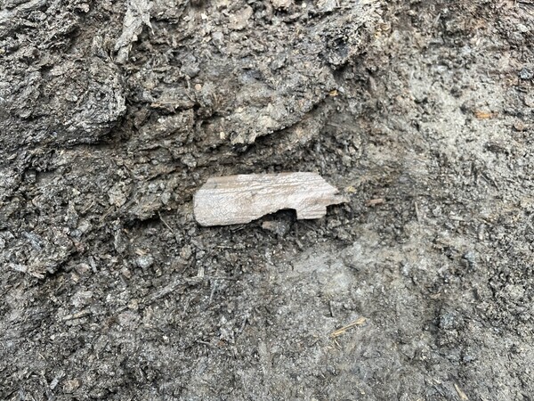  ▲경기 양주시와 기호문화유산연구원은 올해 양주 대모산성에서 진행된 15차 발굴 조사에서 목간(木簡·글씨를 쓴 나뭇조각) 3점과 백제시대에 제작된 것으로 추정되는 토기 등을 확인했다고 20일 밝혔다. 이번 조사는 국가유산청으로부터 예산 8억원을 지원받아 대모산성 내부의 낮은 곳, 즉 하단부로 추정되는 일대를 집중적으로 살폈다. 사진은 '금물노' 글자가 확인된 목간 출토 모습.(양주시·기호문화유산연구원 제공, 사진출처=연합뉴스)