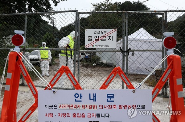 ▲아프리카돼지열병 긴급 방역 중.(사진출처=연합뉴스) 