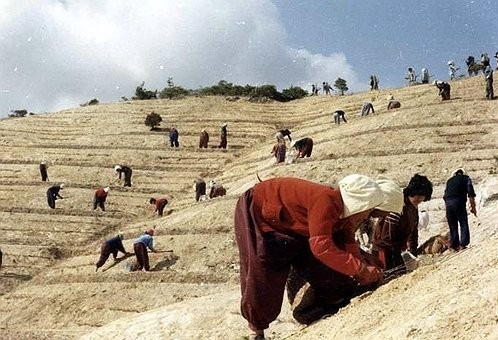 1973~1977년 영일만 산림 복구 사진