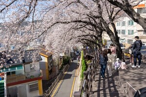 부산 개금벚꽃길 관련 보도 이미지